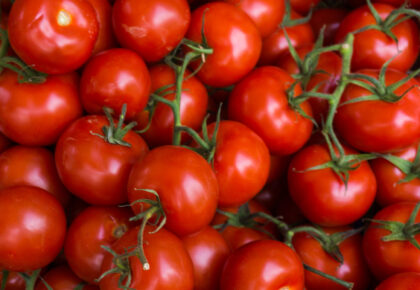 Fertilización del cultivo del tomate para industria, todo lo que debes saber