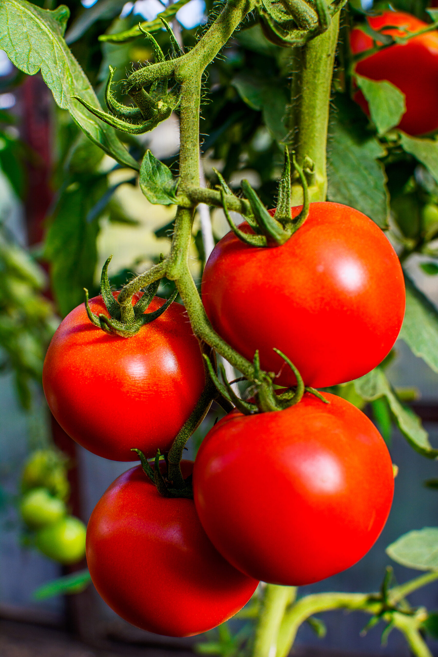 Fertirrigación del cultivo de tomate en invernadero