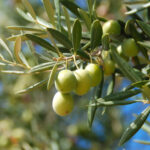 Fertilización del olivar de secano