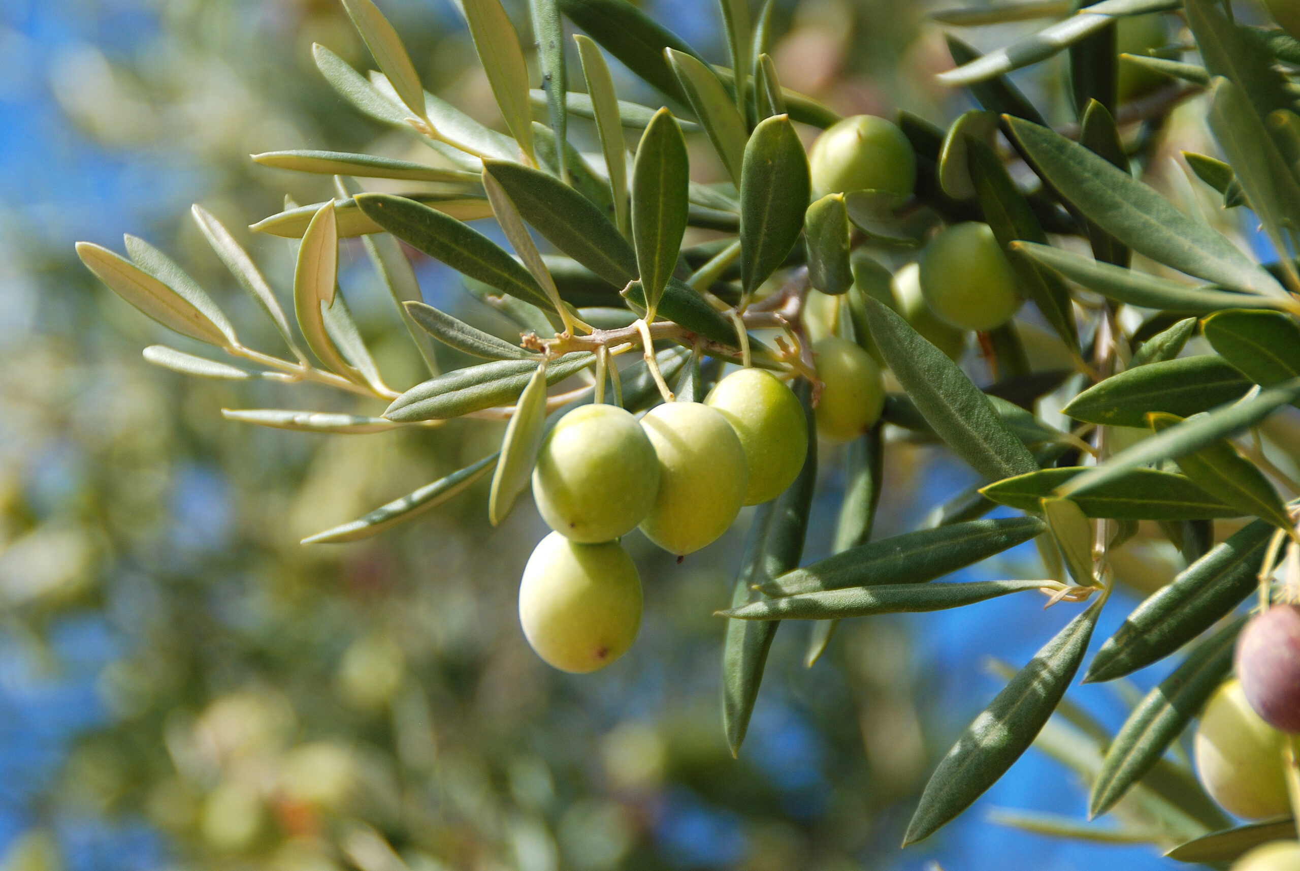 Fertilización del olivar de secano