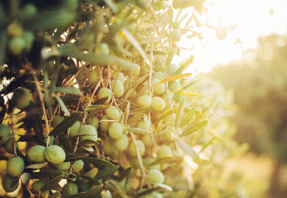 Es época de aplicar fertilizantes altos en potasio en el cultivo del olivar