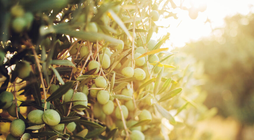 Es época de aplicar fertilizantes altos en potasio en el cultivo del olivar