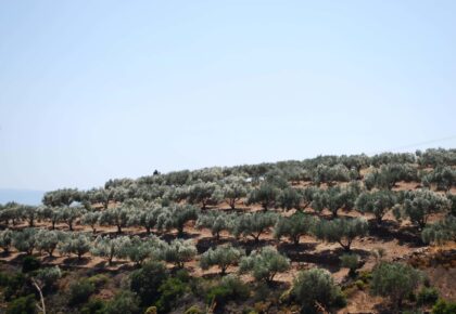 Abonados nitrogenados para el cultivo del olivar en secano