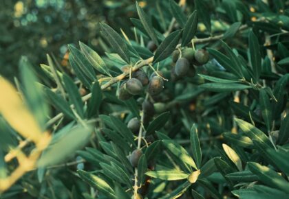 ¿Cuándo regar y cómo fertilizar el cultivo del olivar de regadío con restricciones de agua?