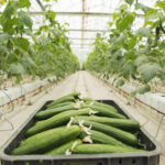 Fertilización del cultivo de pepino en invernadero
