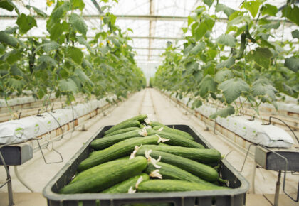 Fertilización del cultivo de pepino en invernadero