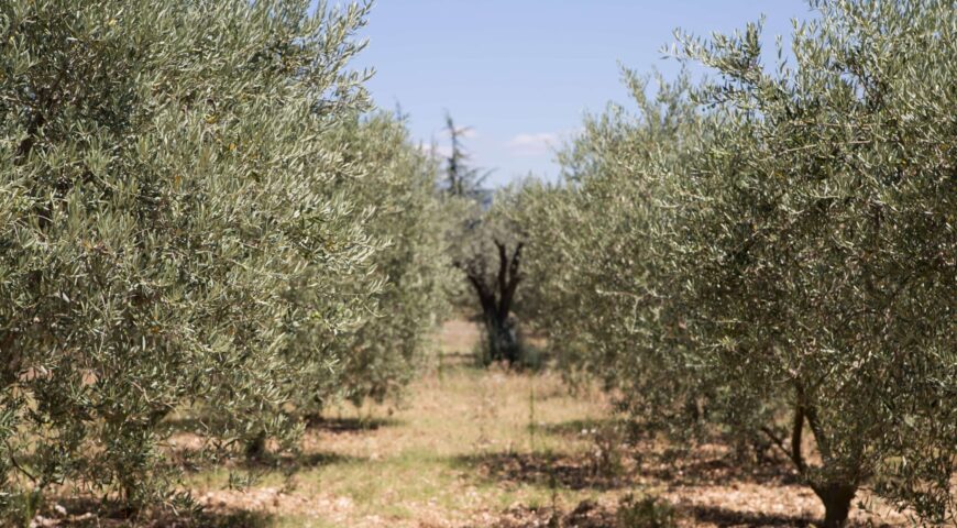 Otoño, el momento adecuado para la fertilización del olivar de secano.