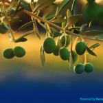 Alternativas para el abonado del cultivo del olivar de secano