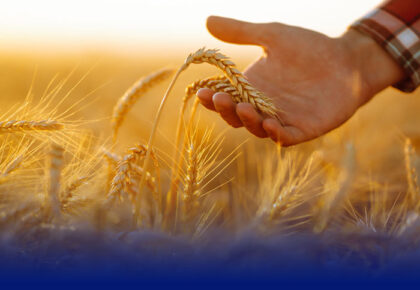 Principales consejos para realizar una óptima fertilización de cobertera del cereal