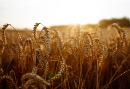 La rentabilidad del cereal, en entredicho: retos y soluciones para el agricultor