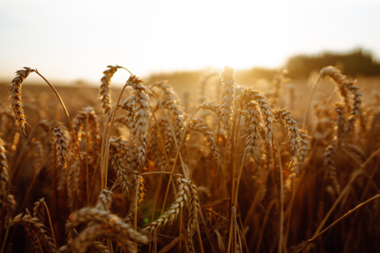 La rentabilidad del cereal, en entredicho: retos y soluciones para el agricultor