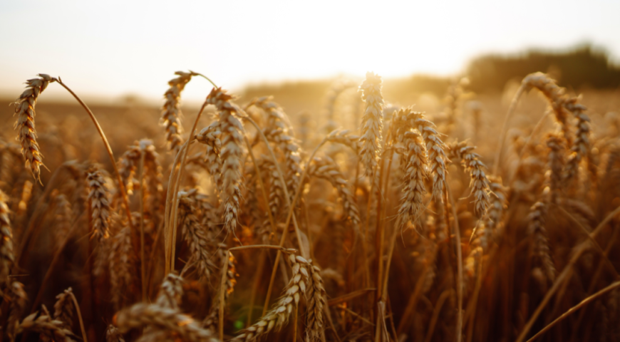 La rentabilidad del cereal, en entredicho: retos y soluciones para el agricultor
