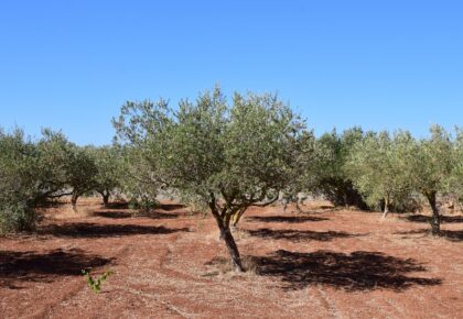 Fertirrigación en verano: claves para mejorar la eficiencia nutricional en periodos de calor.