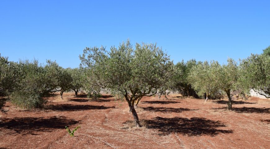 Fertirrigación en verano: claves para mejorar la eficiencia nutricional en periodos de calor.