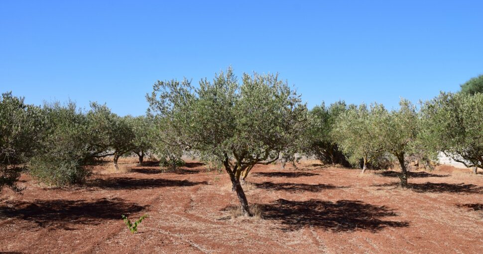 Fertirrigación en verano: claves para mejorar la eficiencia nutricional en periodos de calor.